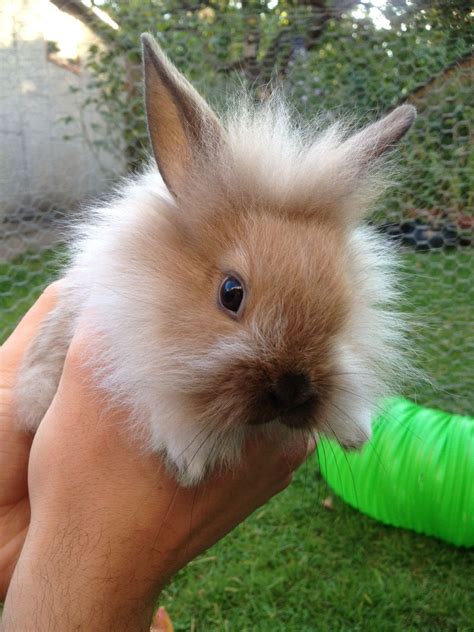 Baby Lionhead Rabbit. Cute Bunny Pictures, Rabbit Pictures, Fluffy ...