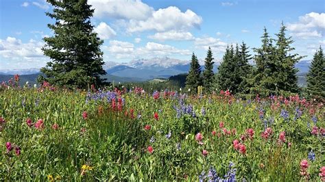 Mountains Wildflowers Colorado - Free photo on Pixabay