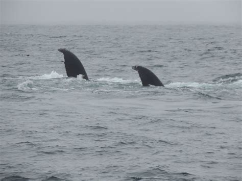 Birdwatching in Olympic Coast National Marine Sanctuary | Office of National Marine Sanctuaries