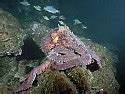 Giant Pacific Octopus Photo Gallery