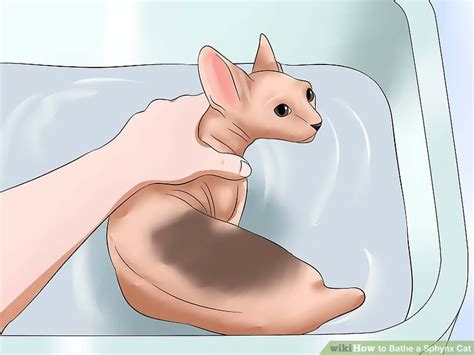 How to Bathe a Sphynx Cat (with Pictures) - wikiHow