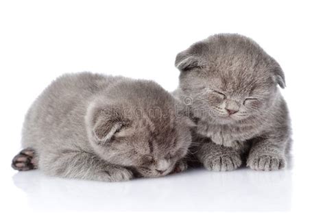 Two British Shorthair Kittens Sleeping. on White Backgr Stock Image - Image of kitty, rest: 53043771