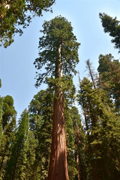 Giant Huge Sequoia Trees stock image. Image of america - 98532017