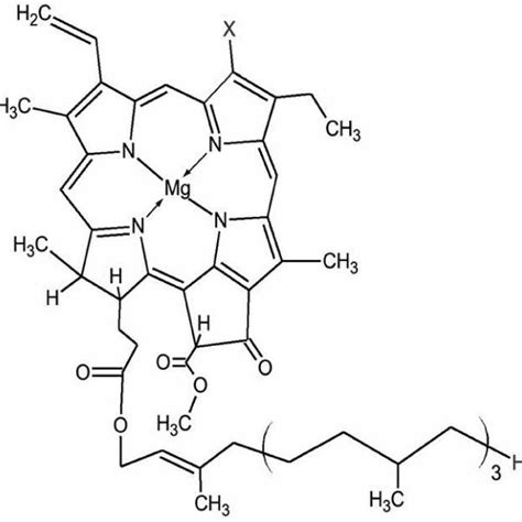 Chemical Structure of Chlorophyll (Chlorophyll a, X = CH3; Chlorophyll... | Download Scientific ...