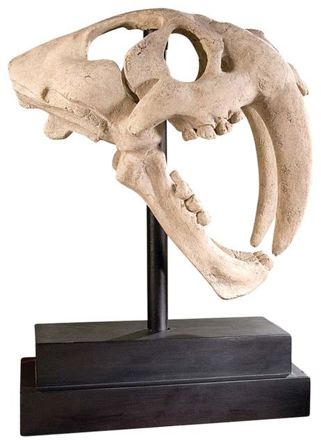 Saber Tooth Tiger Skull - Contemporary - Decorative Objects And Figurines - by XoticBrands Home ...