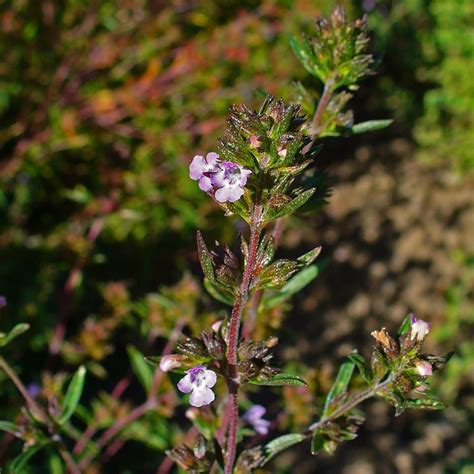 Satureja hortensi 'Savory Summer' | Buy Herb Plants