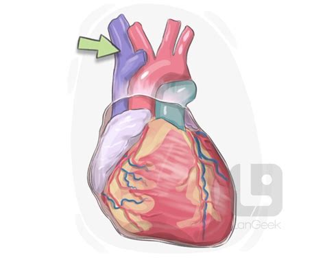 Definition & Meaning of "Superior vena cava" | LanGeek