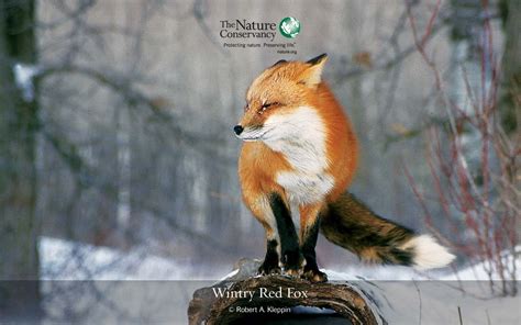 Red Fox - Red Foxes Wallpaper (13290310) - Fanpop