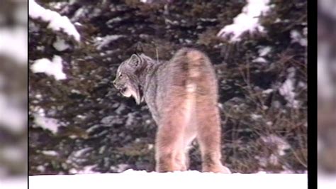 Colorado wolf reintroduction follows in paw prints of lynx efforts