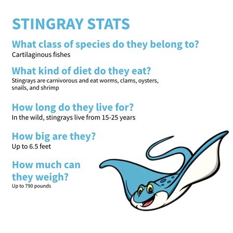 Exploring the Anatomy of a Stingray - Blue Reef Aquarium