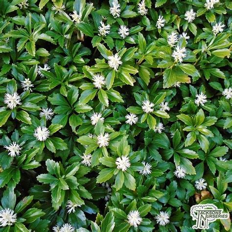 Buy Pachysandra terminalis (Japanese Spurge) in the UK