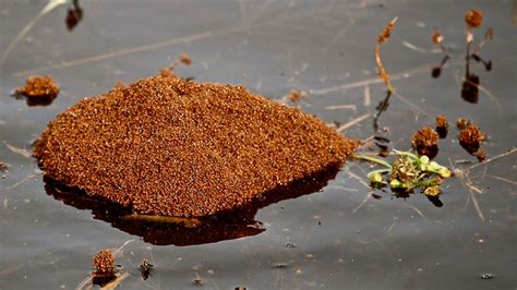 Floating Fire Ant Rafts Are Horrifying, Dangerous, Really Cool | HowStuffWorks