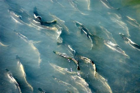 Salmon Swimming Upstream Make Riveting Reality TV — in Norway | TIME.com