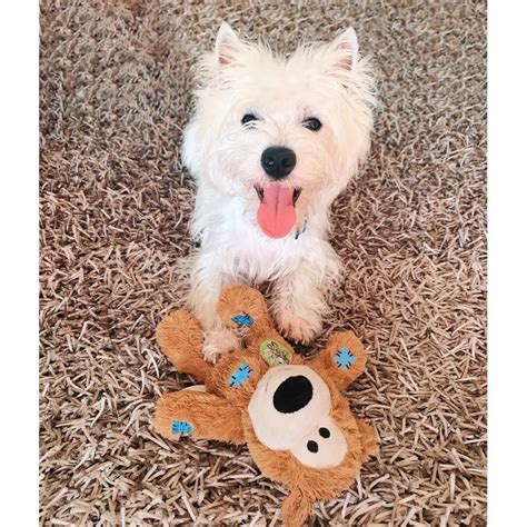 Training a Westie to Stop Barking — 6 Tips You Need to Know