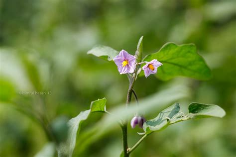 Brinjal Flower | Kamrul Hasan | Flickr