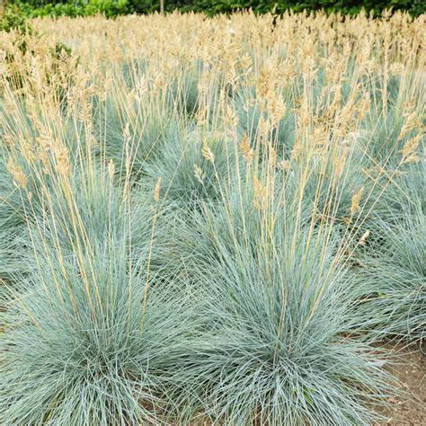 300 BLUE FESCUE,Ornamental Grass Seeds - Festuca glauca - Perennial | eBay