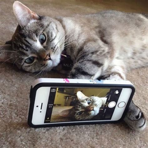 Meet Nala, the Most Famous Cat on Instagram