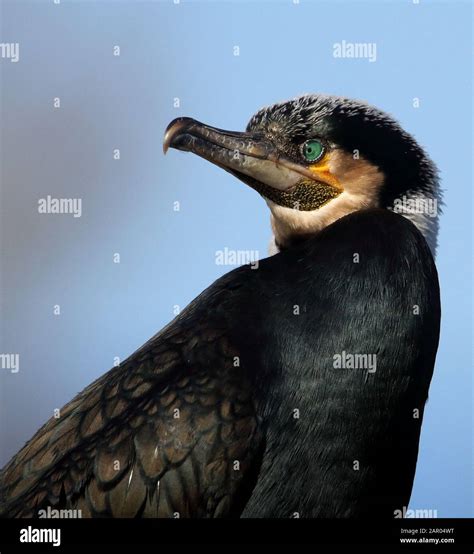 Cormorant eye close up hi-res stock photography and images - Alamy