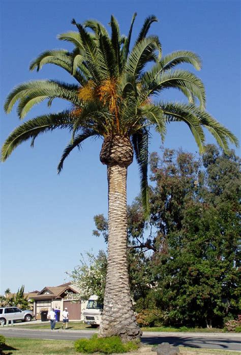 Canary Island Date Palm (Phoenix canariensis) Tree Pictures