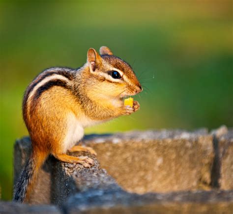 Chipmunk Damage in the Landscape | Groundhog Landscaping