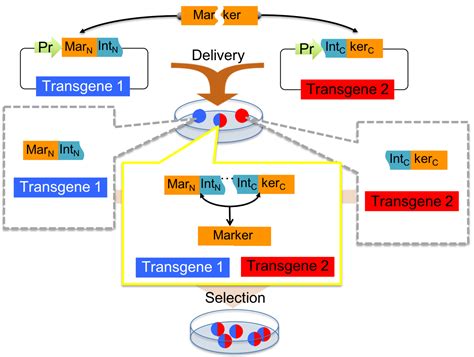 Split Selectable Markers – Albert Cheng Lab