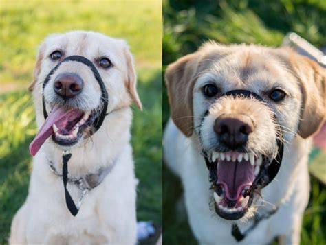 Yay or Neigh? Halti Headcollar Verdict, Review and Guide | Canine Habit