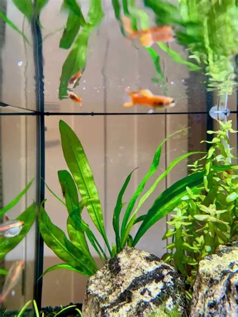 7 Interesting Flame Tetra Tank Mates Ideas For A Community Tank