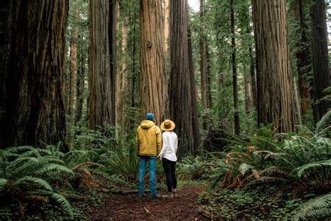 9 EPIC Hikes at REDWOOD NATIONAL PARK (+Helpful Video)