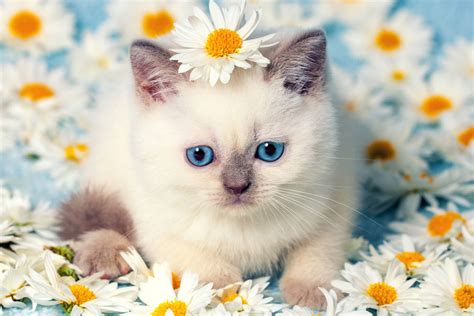 Kitten in daisies Jigsaw Puzzle (Animals, Pets) | Puzzle Garage