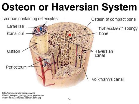 Lab 2 bone histology Diagram | Quizlet