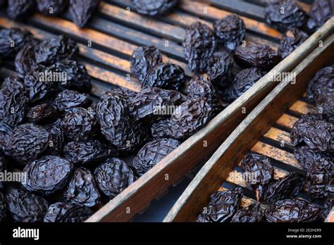 Agen prunes after the drying stage of Ente plums, “pruneaux d’Agen" dried plums, Protected ...