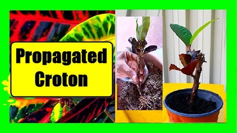 Croton Plant Propagation