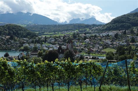 Wandering through the Spiez vineyards