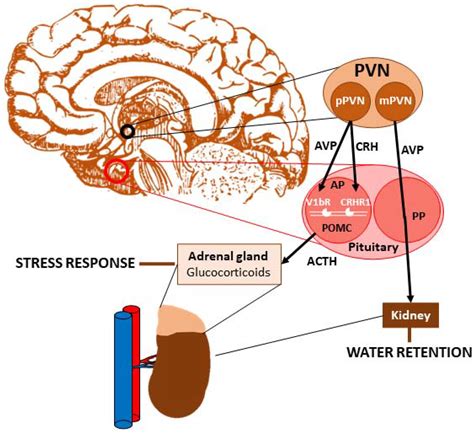 Vasopressin Function