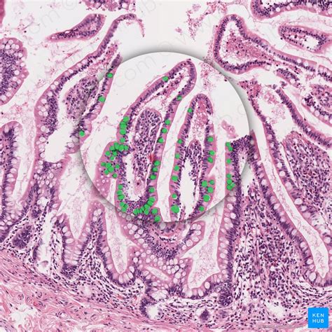 Function Of Goblet Cells - cloudshareinfo