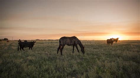 Horse Silhouette at Sunset, in the Coutryside, Stock Photo - Image of argentina, coutryside ...