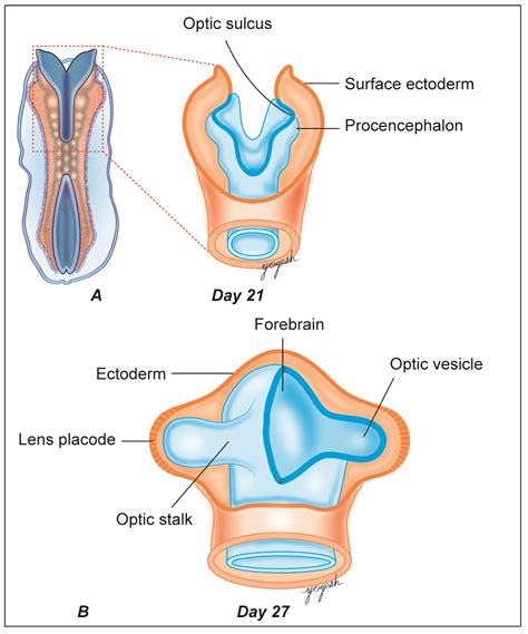 Embryology of Eye