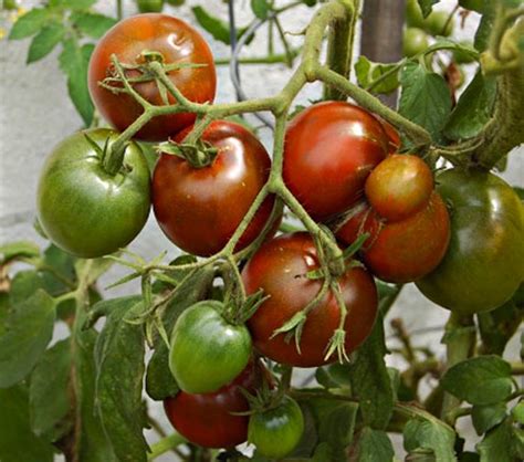 Black Prince Tomato Seeds 321 · Turtle Tree Seed Initiative