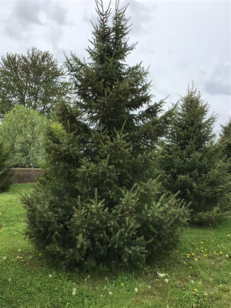 Spruce Tree: Iconic Evergreen with Distinctive Features