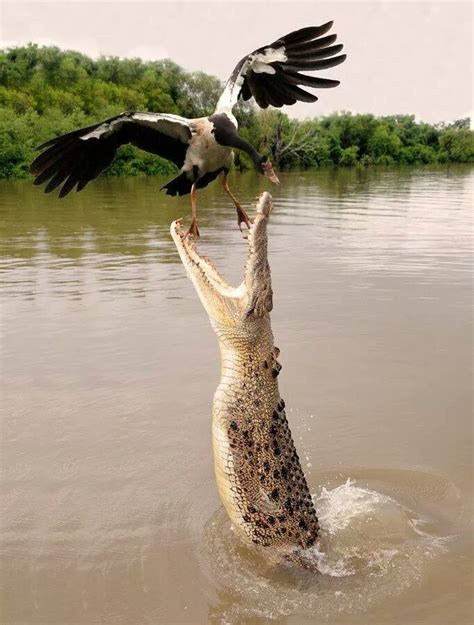 Saltwater crocodile hunting | Tiere, Natur tiere, Gefährliche tiere