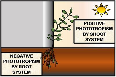 What is Phototropism in Plants? Definition, History, Types & Mechanism ...