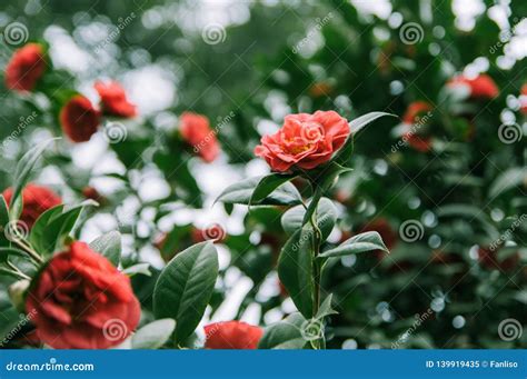 Flowering Shrubs Of Red Camellia Stock Image - Image of camellia, midst: 139919435