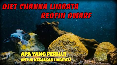 Diet Channa Limbata | RedFin Dwarf #vloq59 - YouTube