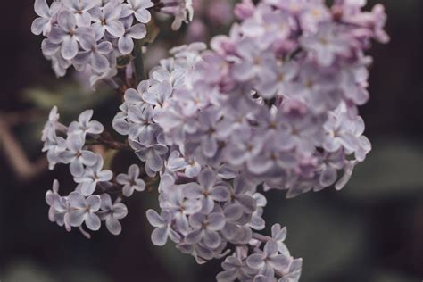 How to Propagate a Lilac Bush - Dengarden