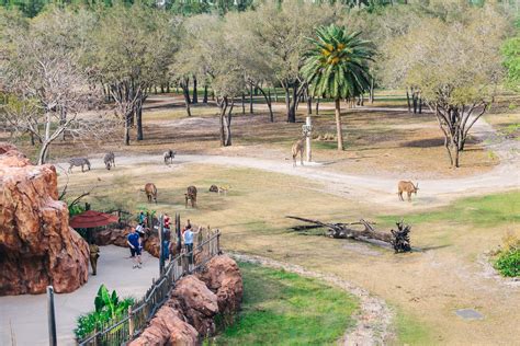 Waking Up to Safari Animals at Disney World’s Animal Kingdom Lodge - Travel Pockets