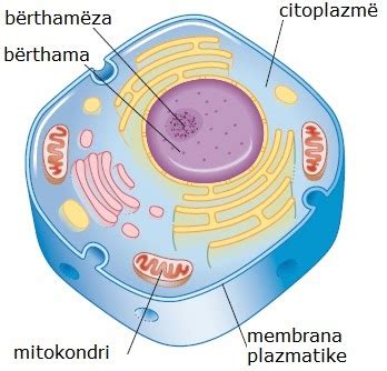 Biologjia ime: Ndërtimi i qelizës bimore