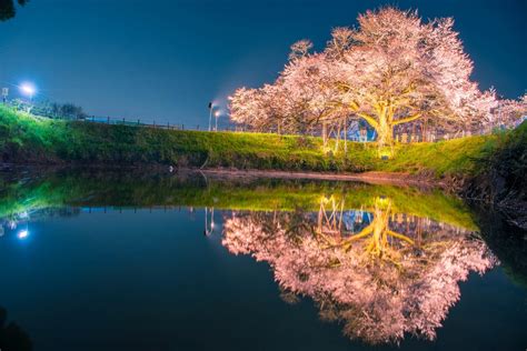 The Best Spots to See Cherry Blossoms Around Fukuoka - GaijinPot Travel