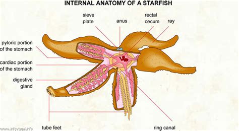 Respiratory/Digestive - Forbes Starfish Resources