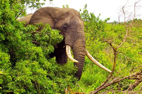 Biggest Elephant: Biggest Elephant Ever Spotted in Africa - Image