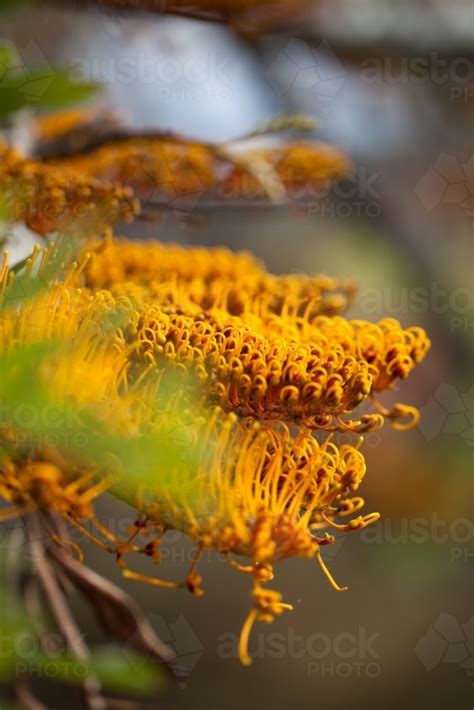 Image of Silky Oak flowers - Austockphoto